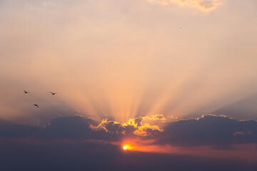 sunset with birds