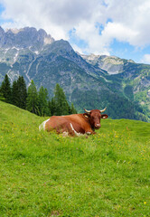 Fototapeta na wymiar Cows in the Alps between Austria and Switzerland