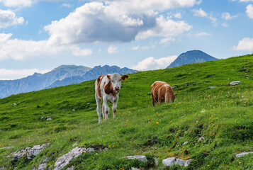 Fototapeta na wymiar Cows in the Alps between Austria and Switzerland