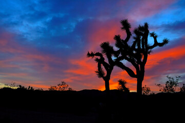 Joshua Tree silhouette under vibrant desert sunset skies, Joshua Tree National Park, California, USA