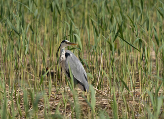 Grey  heron, heron, häger,  gråhäger, Ardea cinerea,