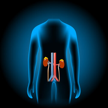 human renal system into x-ray blue realistic torso.