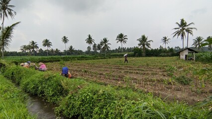 walking in the field