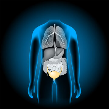 Human internal organs. x-ray blue realistic torso.
