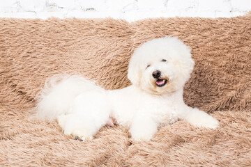 white bichon dog is laying on a divan