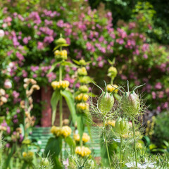 Flowers blooming in the historical walled garden, Eastcote House Gardens, Hillingdon UK