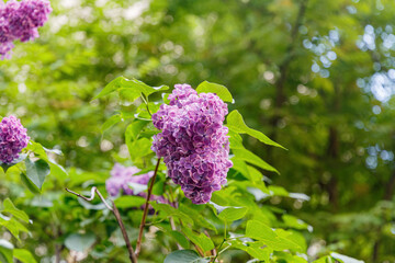 Flowering of double lilac in the garden