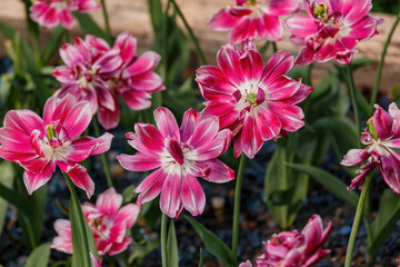Obraz premium Unusual pink tulips in the garden
