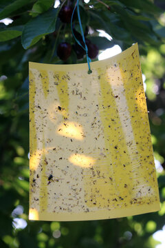 Insektenfalle