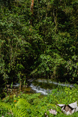 snowy roll down the middle of the rainforest in Colombia. vertical picture