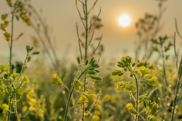 Winter morning - dew drops on mustard plants and sun rising in the background.