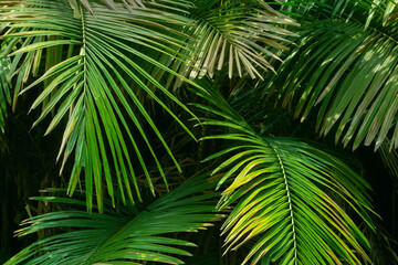 Naklejka na ściany i meble Green leaves growing up of a palm tree. Nature abstract stock image.