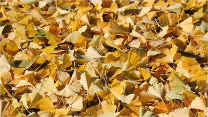 Ginkgo leaves in Fall