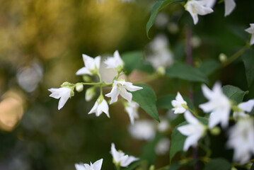 Jasmine