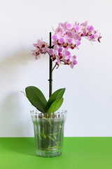 Beautiful pink orchid flower in a pot on white and green background close up. Home gardening concept. Vertical image.