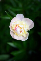 white peony