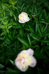 white peony