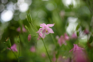 Aquilegia