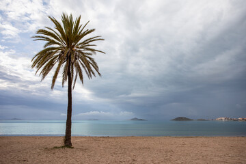 Palm tree on the beach. Sea View. Dark rainy sky. Playa Paraiso, La Manga, Spain. - 510664283