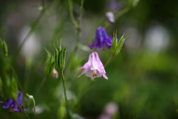 Aquilegia