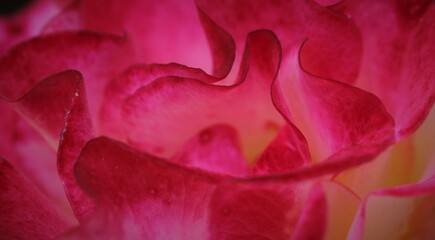 abstract red rose petals