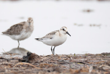 Der Sanderling (Calidris alba)