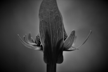 black and white background flower