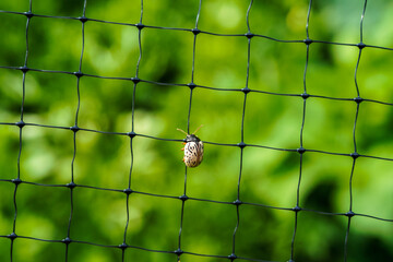Close up of a leaf beetle on a plastic bird netting. 