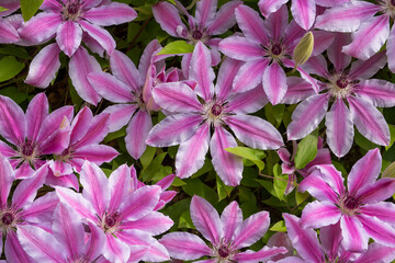 Beaufitul pink and white Nelly Moser clematis plant in springtime
