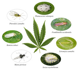 Cannabis (Marijuana) Pests. Main cannabis insect pests. Isolated on a white background