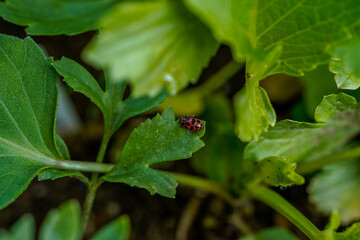Macro image of a lady bug on the leaves of flowers growing outdoors. 