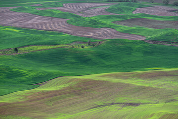 Palouse in Late Spring in Washington State