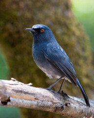 White-bellied blue robin (Sholicola albiventris) or white-bellied sholakili observed in Eravikulam National Park in near Munnar in Kerala, India