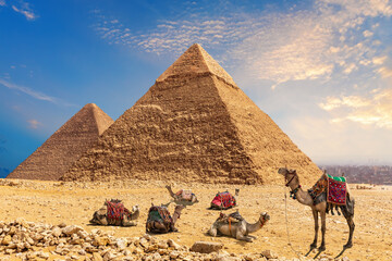  amel caravan resting in the desert by the Pyramid of Chephren and Cheops, Egypt, Giza
