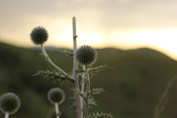 Close-up of a faded dandelion against the background of the sun.