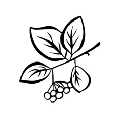 Contour drawing of a rowan twig with berries. Doodle style. Vector