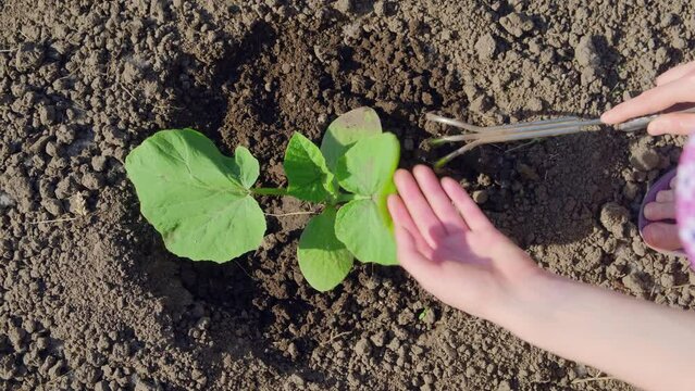 Woman farmer's hands loosen the soil around young plant. Leisure eco gardening concept.