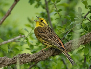 Yellowhammer (Emberiza citrinella) Gulsparv