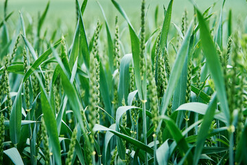 Food crisis and world hunger concept, Green field with wheat ears, Growing wheat sprouts closeup, Harwest problem