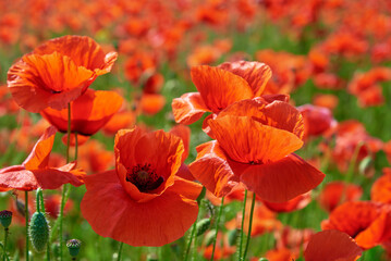 Obraz premium Blooming red poppy flowers in green field, Beautiful natural landscape in summertime