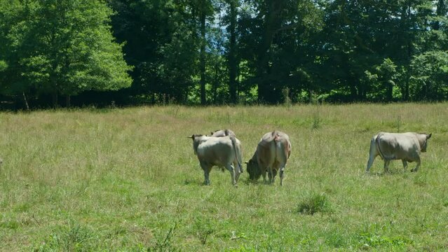 Vache et taureaux dans un pr&eacute;.  b&oelig;uf ruminant et mange dans un champs. troupeaux de bovins
