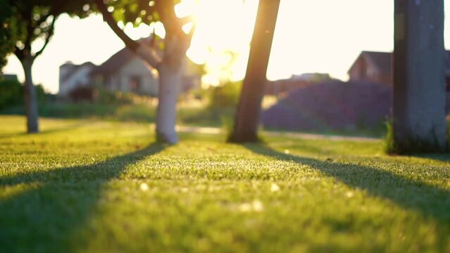 Close up of young grass in the sunset, blurred background, beautiful sunlight, qualitatively trimmed lawn
