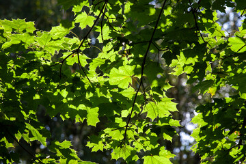 deciduous trees in the spring season with green foliage