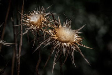 Fototapeta premium Milk Thistle, Silybum marianum dried in the field in Israel.