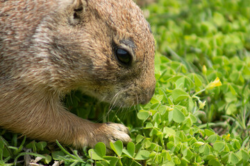 prairie dog eating grass