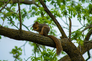 squirrel on tree