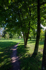 deciduous trees in the spring season with green foliage