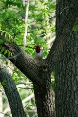 red woodpecker on a tree