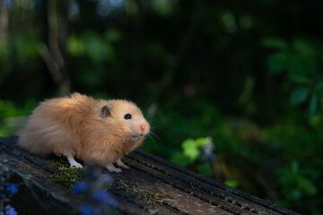 Hamster in the garden