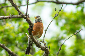 robin on branch